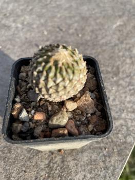 Encephalocarpus strobiliformis